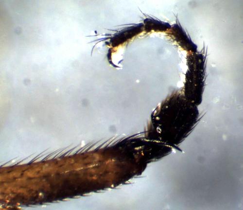 Sphaerocera curvipes