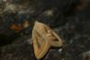 301051 – Photo : florent besson – France (66)
