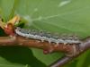 301660 – Photo : VERMELLE Georges – France (62)