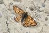 301857 – Photo : Michel Mathieu – France (34)