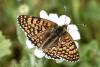 301830 – Photo : Michel Mathieu – France (34)