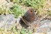 Erebia sp.