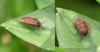 Eurydema ornata