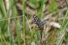 301868 – Photo : florent besson – France (18)
