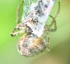301418 – Photo : Jean-Michel GAREL – France (89)