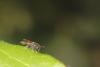 301205 – Photo : Simon Thevenin – France (13)