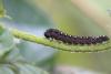 301245 – Photo : Simon Thevenin – France (29)