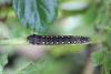 301246 – Photo : Simon Thevenin – France (29)