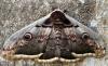 301851 – Photo : Bernard Mallet – France (95)
