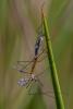 301542 – Photo : Chantal GAULIER – France (88)
