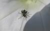 301136 – Photo : Alfredo Herrero – France (64)