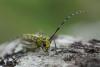 301151 – Photo : Franck Buron – France (01)
