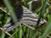 301748 – Photo : Sandor31 – France (84)
