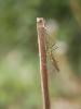 301792 – Photo : BourrinOman – France (83)