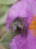 301854 – Photo : BourrinOman – France (83)