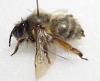 Anthophora plumipes