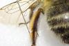 Anthophora plumipes