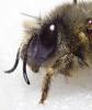 Anthophora plumipes