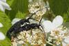301443 – Photo : patrick derennes – France (44)