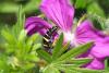 301586 – Photo : patrick derennes – France (44)