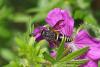 301447 – Photo : patrick derennes – France (44)