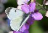 301404 – Photo : Christian Berquer – France (50)