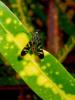 301364 – Photo : DL – Thaïlande