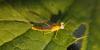 301883 – Photo : Ivan Jaubertie – France (82)