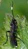 301004 – Photo : Jean-Michel GAREL – France (89)