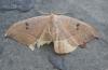 Watsonalla sp.