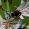 301863 – Photo : Didier GODREAU – France (85)