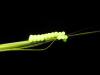 301490 – Photo : Moth-er – France (69)