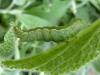 301176 – Photo : Moth-er – France (69)