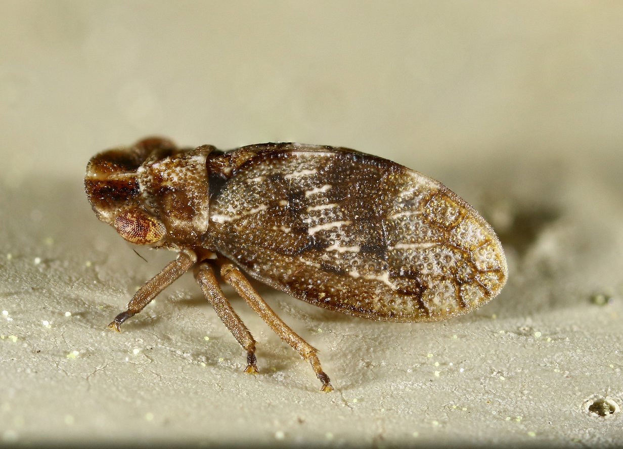 brigitte - Ulopa sp. - réf. 301309 (1232 x 888 pixels, 207 ko)