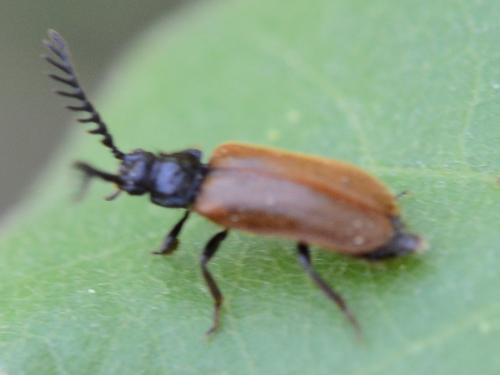 Réf. 302 389 : Drilus flavescens