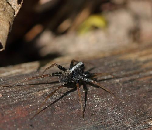 Réf. 302 385 : Pardosa sp.