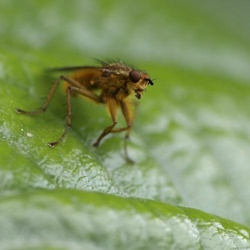 Scathophaga stercoraria