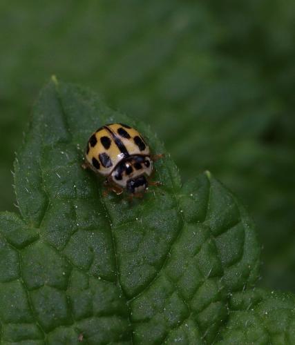 Propylea quatuordecimpunctata