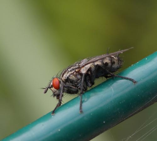 Sarcophaga sp.