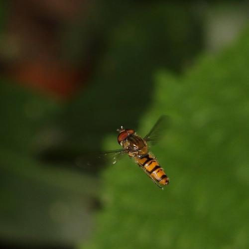 Episyrphus balteatus