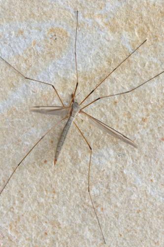 Réf. 302 043 : Tipula oleracea