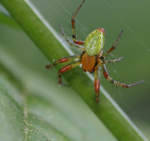 Araniella sp.