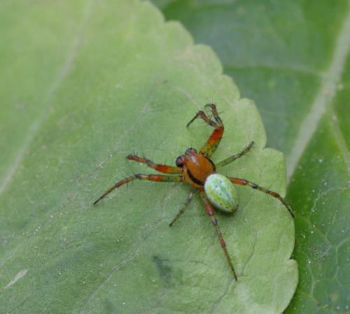 Réf. 302 770 : Araniella sp.