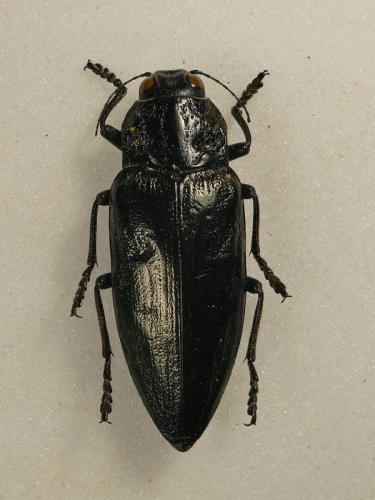 Réf. 302 115 : Chalcophora detrita