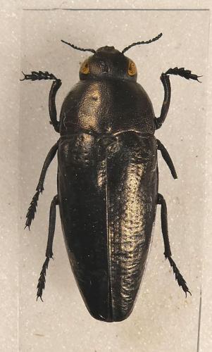 Sphenoptera tragacanthae