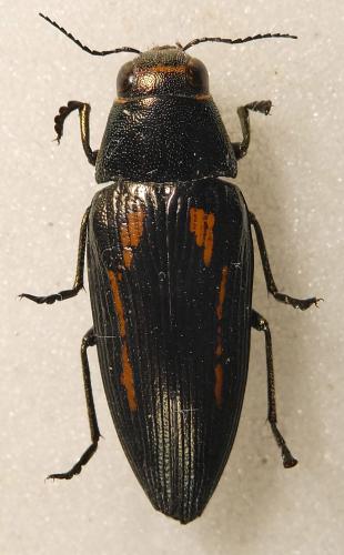 Réf. 302 967 : Buprestis dalmatina