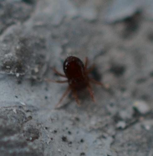 Saxidromus sp.