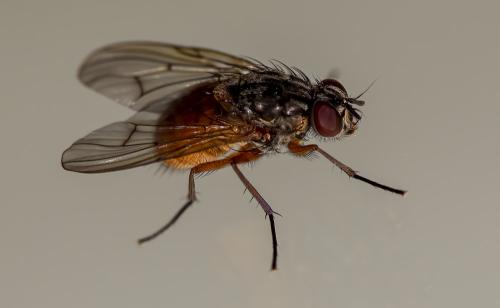 Réf. 302 132 : Phaonia bitincta