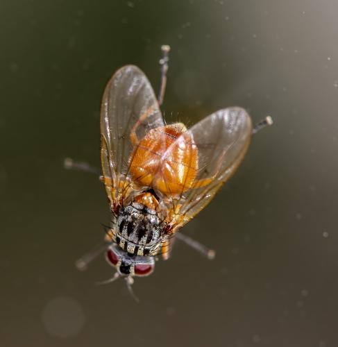 Réf. 302 134 : Phaonia bitincta