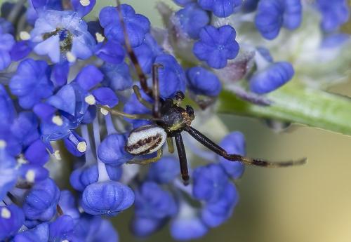 Misumena vatia